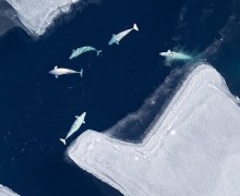 Leonardo DiCaprio: Arctic Ocean Beaufort Sea Oil Drilling – “Trump’s Catastrophic Offshore Drilling Plans”