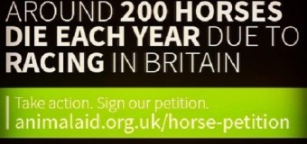 Brian May,  “Sadly, 100 horses have been killed on British racecourses this year”