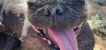 The World’s Ugliest Dog Winner “Needs to be on a KISS Shirt” – 2022 – Sonoma-Marin Fair – Mr. Happy Face
